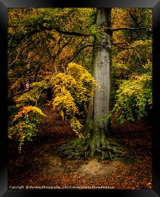 Autumn Tree Framed Print by Dundee Photography