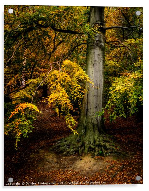 Autumn Tree Acrylic by Dundee Photography