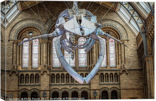 Blue Whale Skeleton at Natural History Museum Canvas Print by Philip Pound