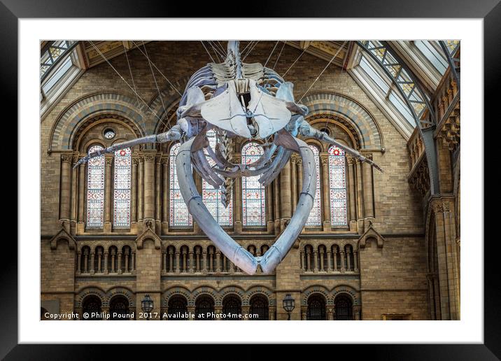 Blue Whale Skeleton at Natural History Museum Framed Mounted Print by Philip Pound