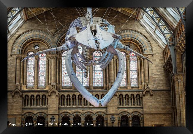 Blue Whale Skeleton at Natural History Museum Framed Print by Philip Pound
