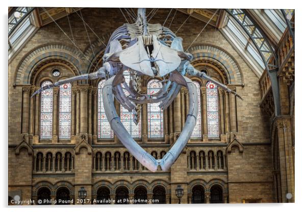 Blue Whale Skeleton at Natural History Museum Acrylic by Philip Pound