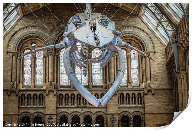 Blue Whale Skeleton at Natural History Museum Print by Philip Pound