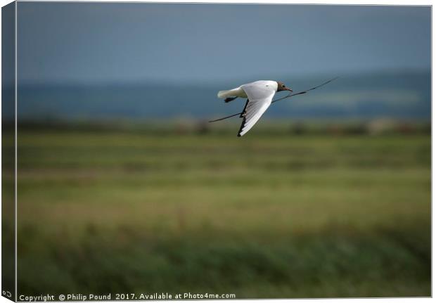 Black Headed Gull in Flight Canvas Print by Philip Pound