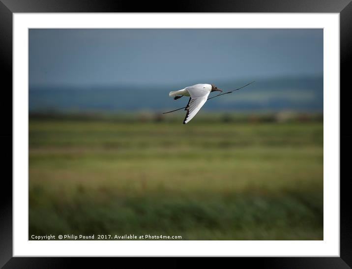 Black Headed Gull in Flight Framed Mounted Print by Philip Pound
