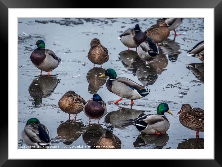Mallard Ducks on Ice Framed Mounted Print by Philip Pound