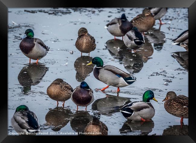 Mallard Ducks on Ice Framed Print by Philip Pound