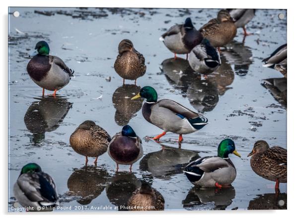 Mallard Ducks on Ice Acrylic by Philip Pound