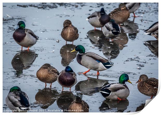 Mallard Ducks on Ice Print by Philip Pound