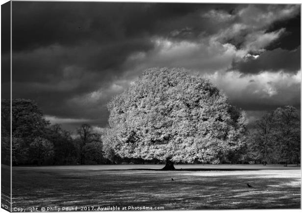 Infrared Tree Canvas Print by Philip Pound