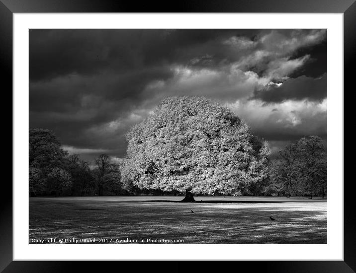 Infrared Tree Framed Mounted Print by Philip Pound