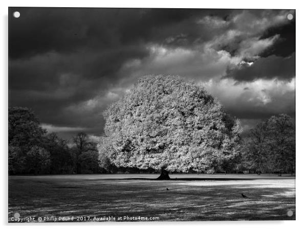 Infrared Tree Acrylic by Philip Pound