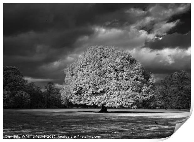 Infrared Tree Print by Philip Pound