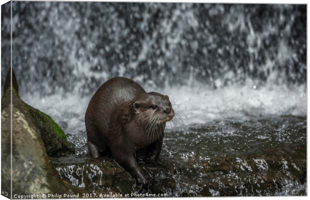 Asian Short Claw Otter and Waterfall Canvas Print by Philip Pound