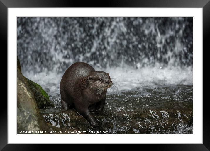 Asian Short Claw Otter and Waterfall Framed Mounted Print by Philip Pound