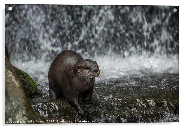 Asian Short Claw Otter and Waterfall Acrylic by Philip Pound