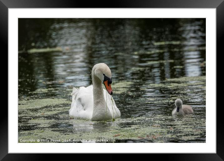 Swan with Cygnet Framed Mounted Print by Philip Pound