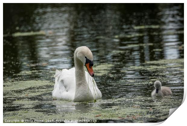 Swan with Cygnet Print by Philip Pound