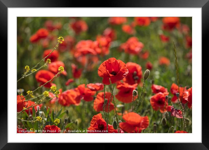 Red Poppies in a Field Framed Mounted Print by Philip Pound