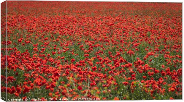 Field of Red Poppies Canvas Print by Philip Pound