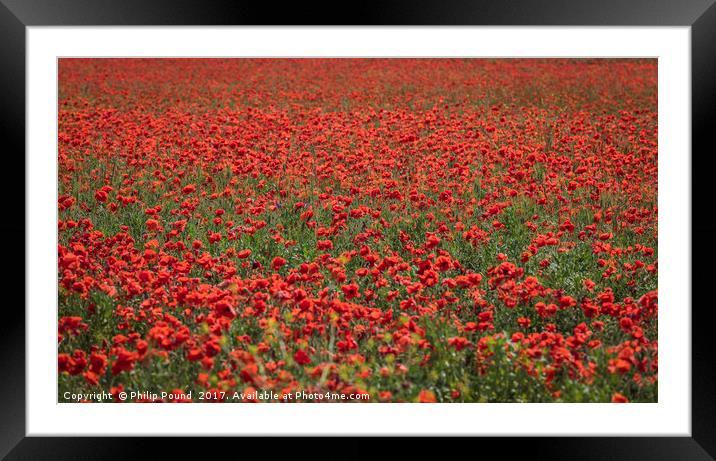 Field of Red Poppies Framed Mounted Print by Philip Pound