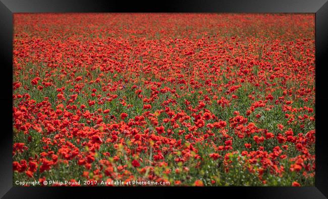 Field of Red Poppies Framed Print by Philip Pound