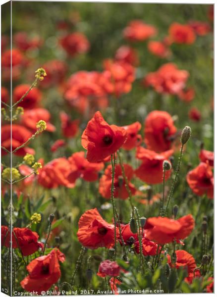 Red Poppy Flowers in Field Canvas Print by Philip Pound