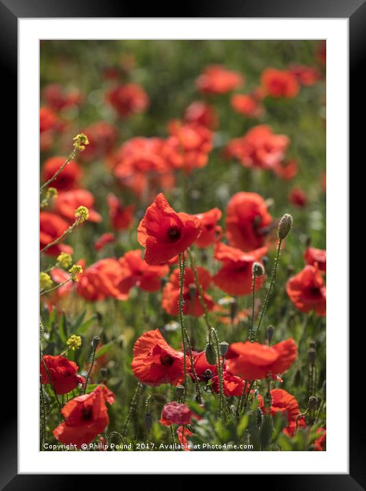 Red Poppy Flowers in Field Framed Mounted Print by Philip Pound