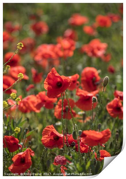 Red Poppy Flowers in Field Print by Philip Pound