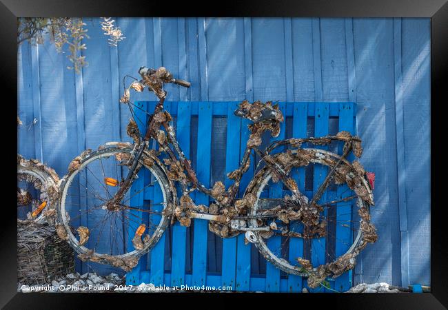 Oyster covered bicycle against blue fence Framed Print by Philip Pound