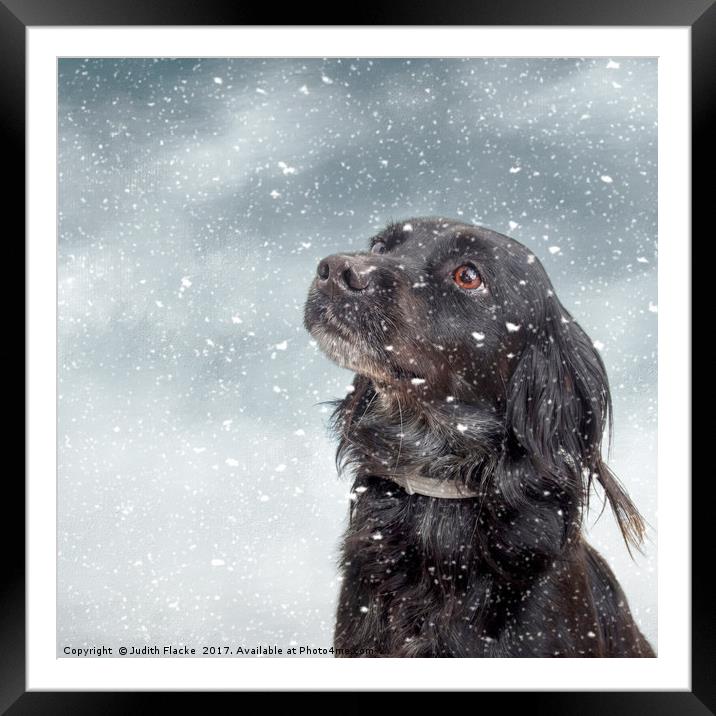 Snow dog. Framed Mounted Print by Judith Flacke