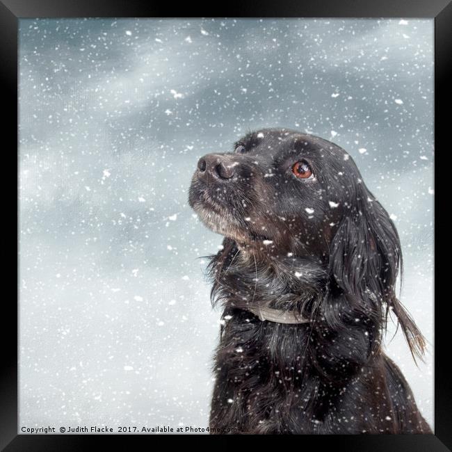 Snow dog. Framed Print by Judith Flacke