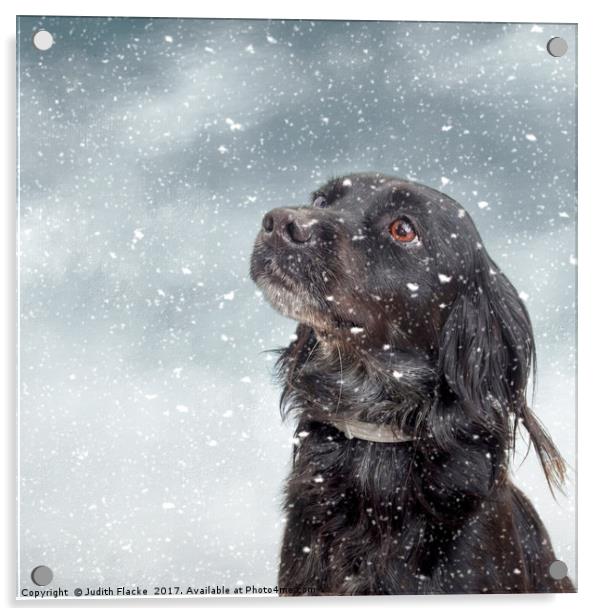Snow dog. Acrylic by Judith Flacke