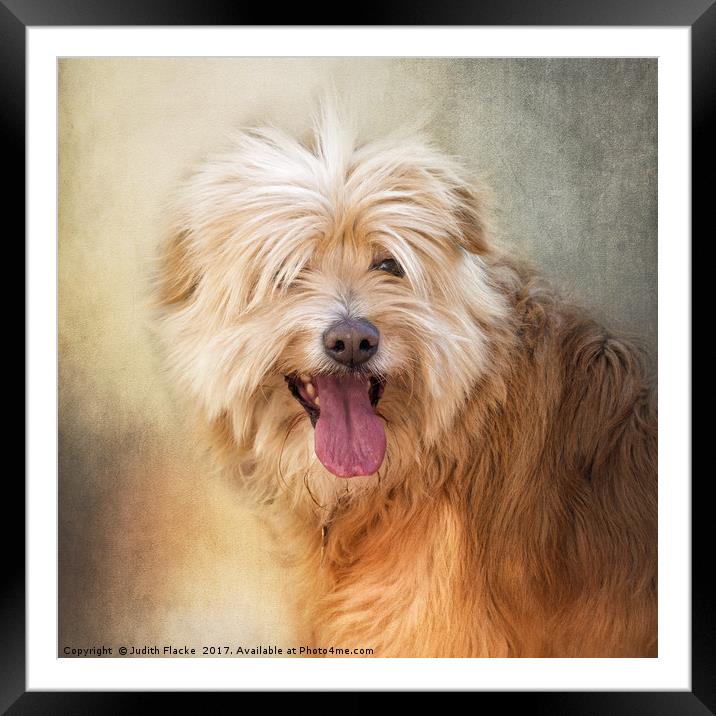 Rescue dog portrait. Framed Mounted Print by Judith Flacke
