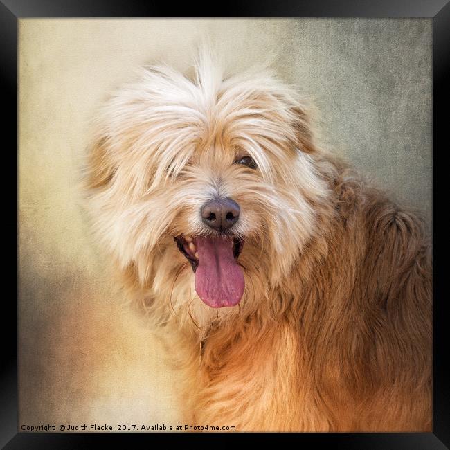 Rescue dog portrait. Framed Print by Judith Flacke