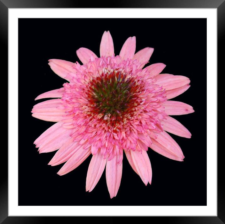 Gorgeous Pink Flower Framed Mounted Print by james balzano, jr.