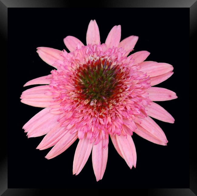 Gorgeous Pink Flower Framed Print by james balzano, jr.