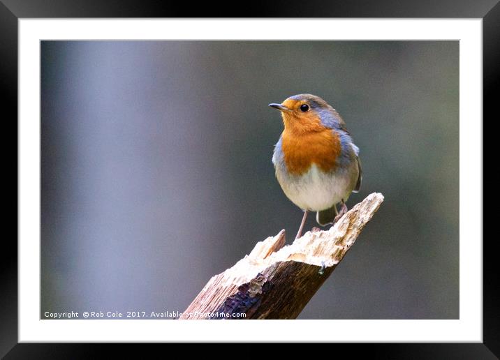 Robin (Erithacus rubecula) Framed Mounted Print by Rob Cole