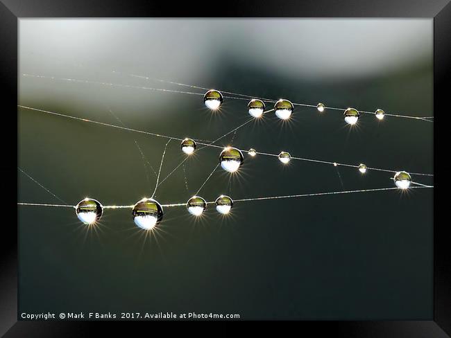 Dew Drop Rays Framed Print by Mark  F Banks