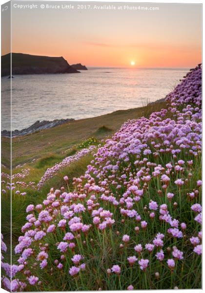 Thrift blooms in serene Cornish sunset Canvas Print by Bruce Little