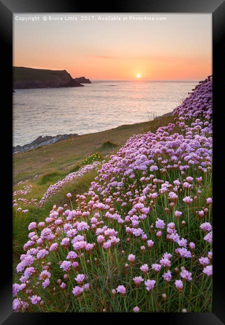 Thrift blooms in serene Cornish sunset Framed Print by Bruce Little