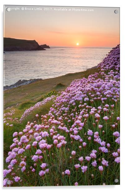 Thrift blooms in serene Cornish sunset Acrylic by Bruce Little
