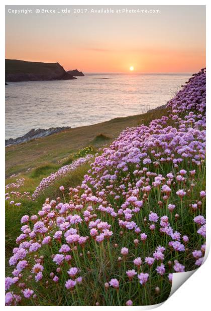 Thrift blooms in serene Cornish sunset Print by Bruce Little