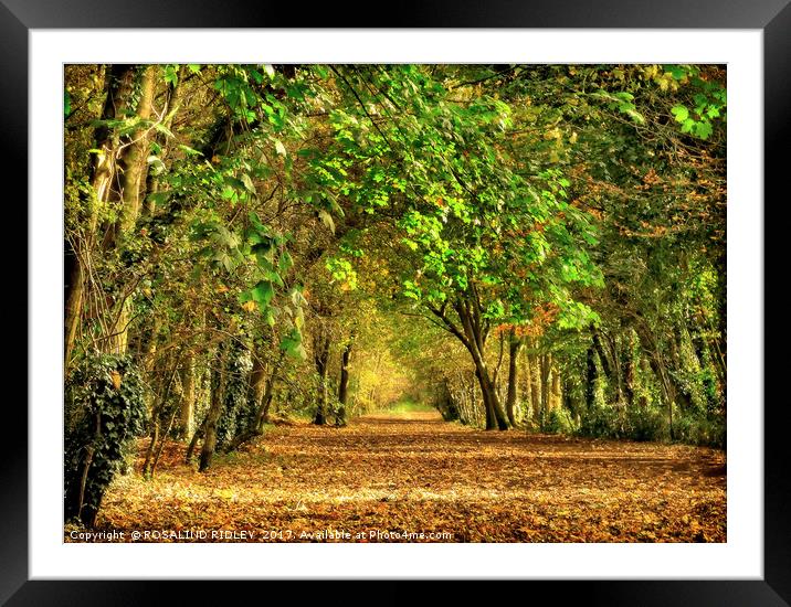 "Take a walk through the Autumn leaves" Framed Mounted Print by ROS RIDLEY