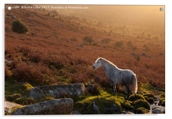 Backlit Dartmoor Pony on Haytor Down Acrylic by Bruce Little