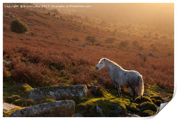 Backlit Dartmoor Pony on Haytor Down Print by Bruce Little
