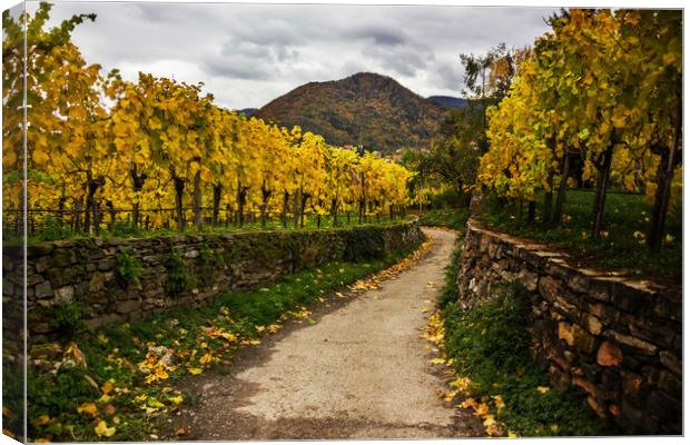 Vineyards in Wachau valley in Lower Austria. Canvas Print by Sergey Fedoskin