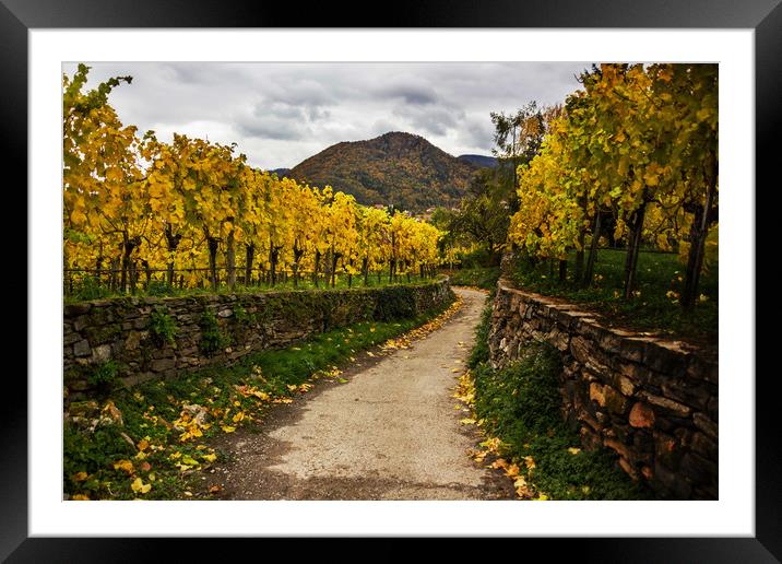 Vineyards in Wachau valley in Lower Austria. Framed Mounted Print by Sergey Fedoskin