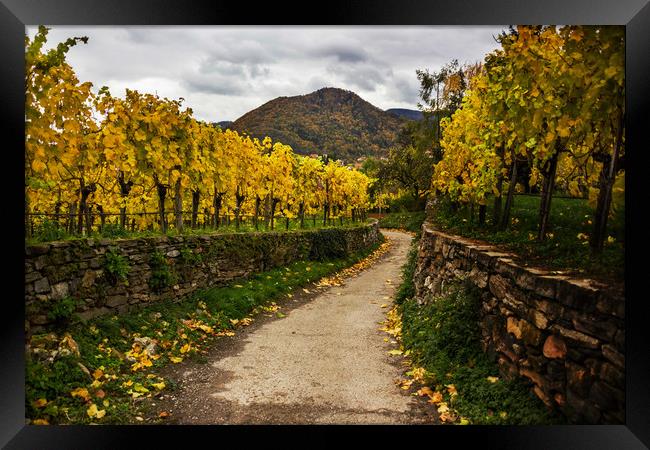 Vineyards in Wachau valley in Lower Austria. Framed Print by Sergey Fedoskin