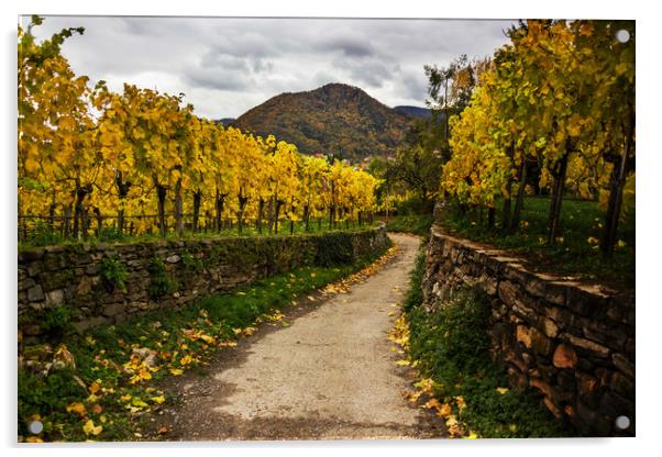 Vineyards in Wachau valley in Lower Austria. Acrylic by Sergey Fedoskin